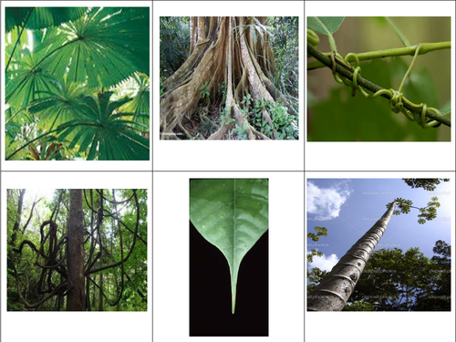 The Living Wolrd AQA 1-9 course (Scheme of learning) - lesson 4 tropical rainforest adaptations
