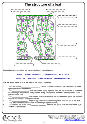 Photosynthesis GCSE new spec