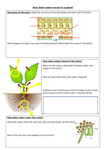 transpiration GCSE lesson new spec