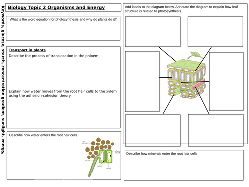 Plants GCSE revision mat new spec