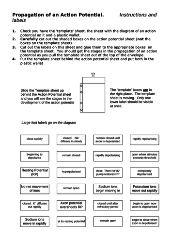 Action potential slider activity (A-level)