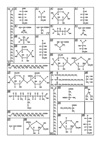 Biological Molecules Sorting Activity (A-level)
