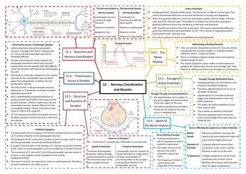 Nervous Coordination and Muscles Revision Mind Map - AQA AS/A Level Biology (7401/7402)