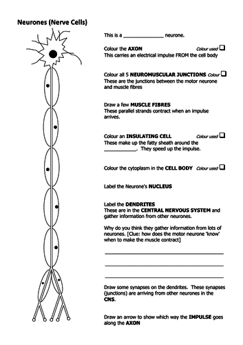 Neurone labelling activity (GCSE) | Teaching Resources