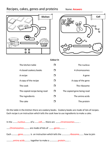 Genes and Proteins (Recipe, Cake analogy) GCSE