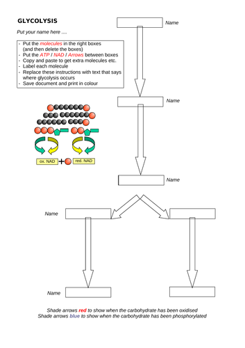 Glycolysis - drag and drop activity