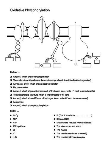 Oxidative phosphorylation (A-level Biology)