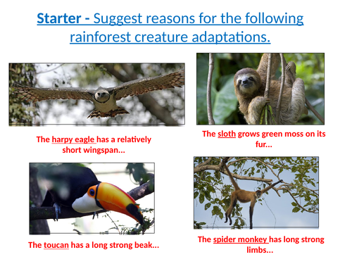 Tropical rainforests - Lesson 4 - Animal adaptations | Teaching Resources