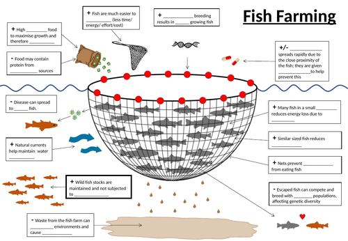 GCSE Fish Farming infographic