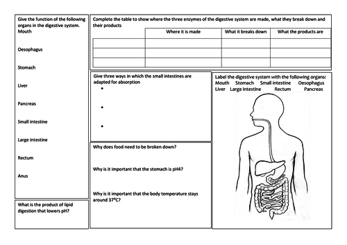 GCSE Biology revision mat - The digestive system