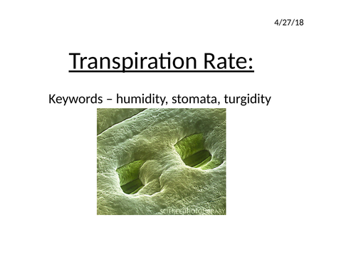 Plant transport IGCSE lessons