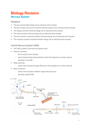 EDEXCEL IGCSE Biology - Nervous System notes