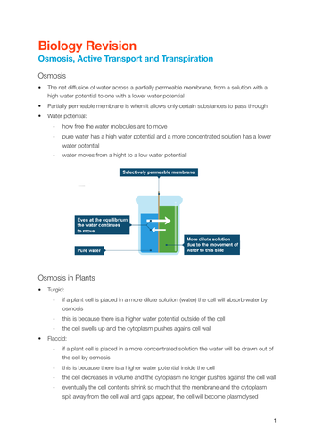 EDEXCEL IGCSE Biology - Transport in Plants notes