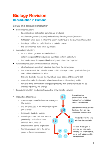 Edexcel Igcse Biology Reproduction In Humans Notes Teaching Resources