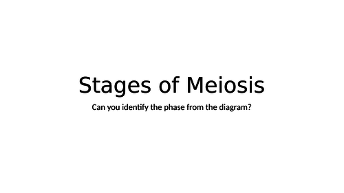 Stages of Meiosis Quiz