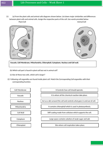 KS3 - Science Worksheets for Cell, Cell Specialism and Movement of substances, Human organ systems