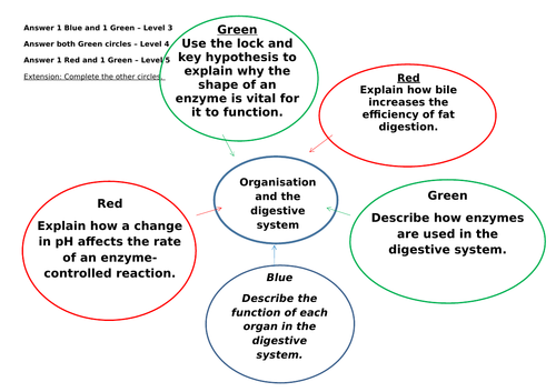 Digestive system worksheet | Teaching Resources