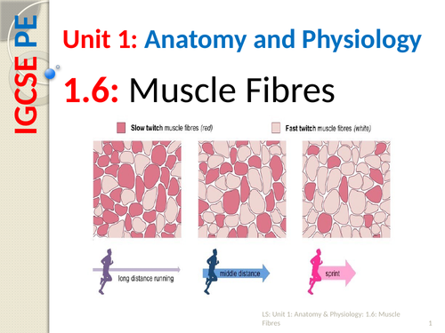 IGCSE PE (spec 2018) 1.6. Muscle fibre types