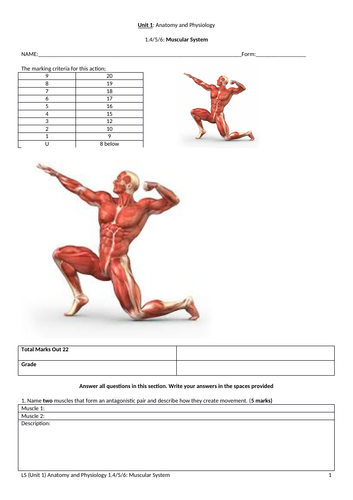 IGCSE PE (new spec 2018) 1.4/5/6: The Muscular System Exam
