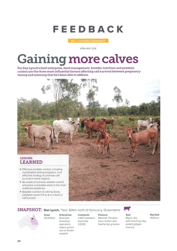 Magazine article - Gaining more calves