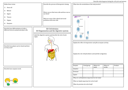 AQA Cell division/organisation and digestive system revision mat