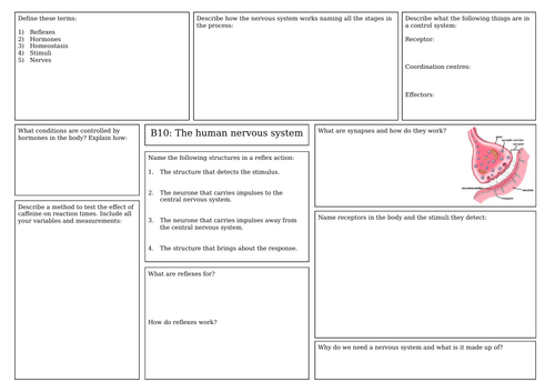AQA Nervous system revision mat