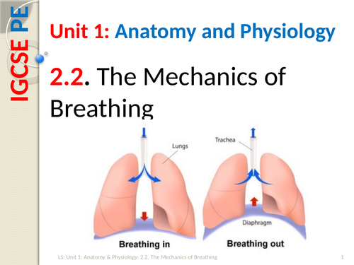IGCSE PE (spec 2018) 2.2. The Mechanics of Breathing