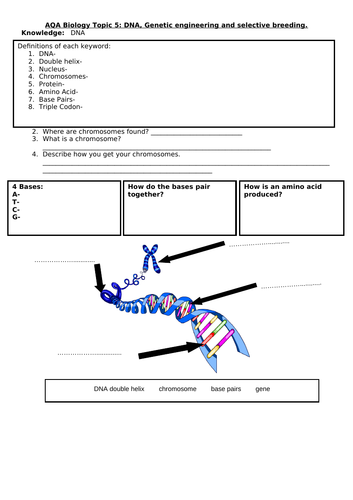 AQA Biology 1-9 Paper 2 main topic Worksheets