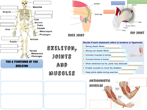 Skeleton movement and joints revision mat