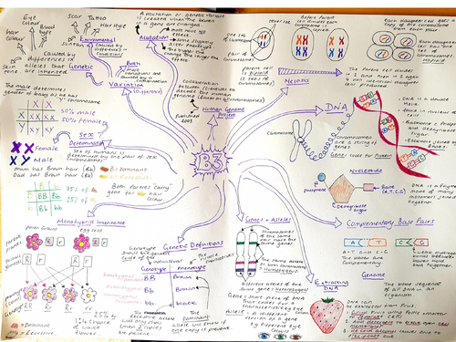 Sb3 Genetics Edexcel Revision Mindmap Teaching Resources 2876