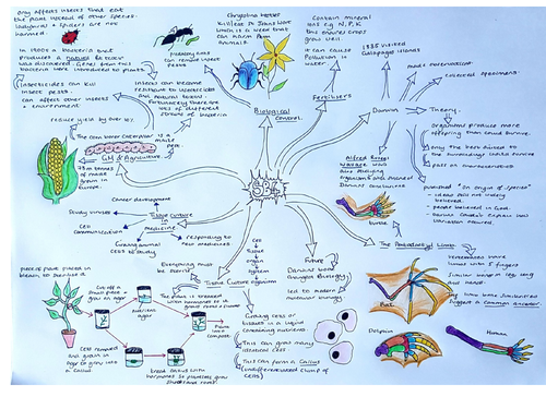 Natural Selection Mind Map Sb4 Natural Selection & Evolution Revision Mindmap Edexcel | Teaching  Resources