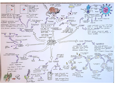 SB5 Health & Disease Revision Mindmap Edexcel Biology