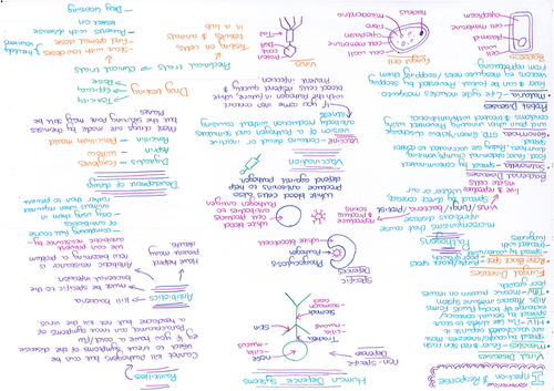 Infection and Response Revision Mat