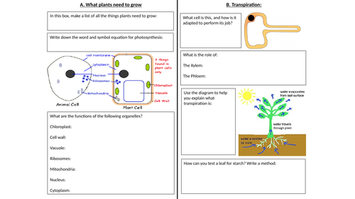 Photosynthesis placemat