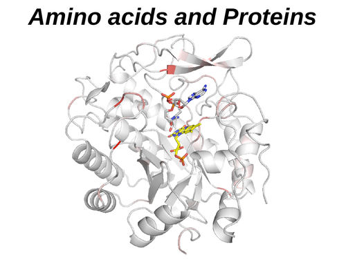 Amino_acids_peptides