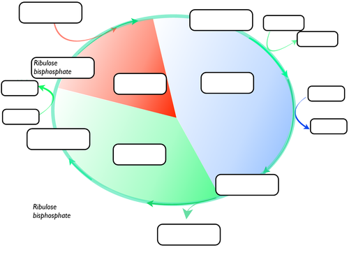 Calvin_cycle_diagram_labelling