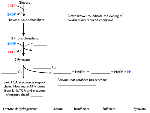 Glycolysis_&Anaerobic_respiration_diagram
