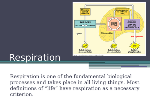 A2 Respiration