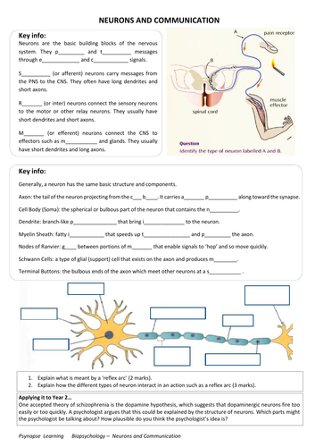 Neurons and Synaptic Communication