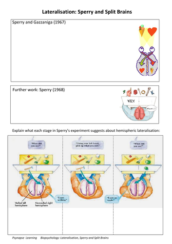 Lateralisation (Split Brain) AO1 and AO3