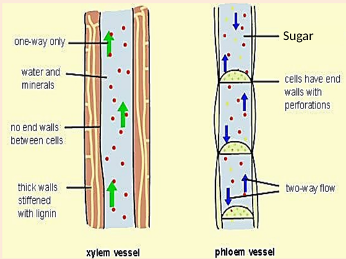 Phloem - Structure and Function, Mass Transport Hypothesis