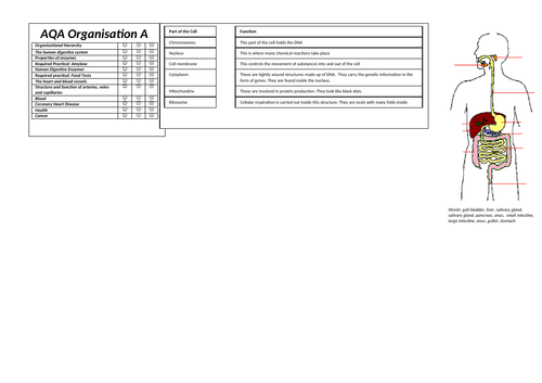 2. Organisation Revision Broadsheets (AQA Combined Science GCSE)