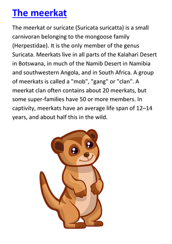 The Meerkat  Handout