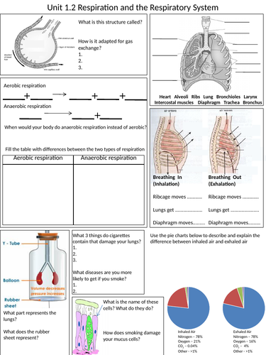 1.2 Respiration and the respiratory system revision sheet