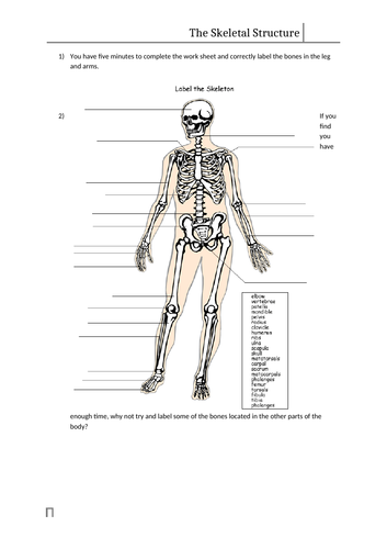 Skeletal System Work Sheet