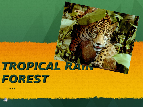 rain-forest-meaning-where-it-can-be-found-importance-and-species