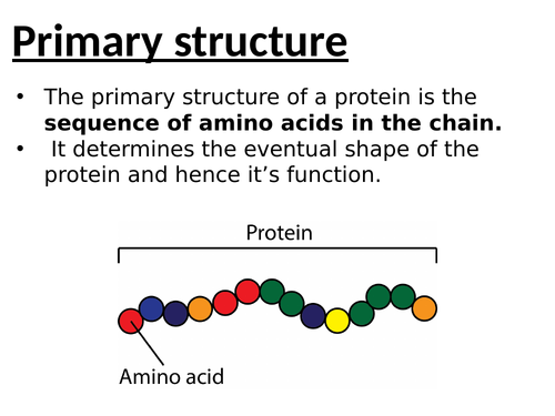 Protein structure (4 stages)