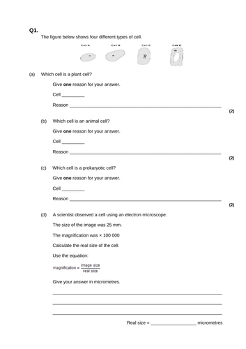 AQA Magnification exam questions | Teaching Resources