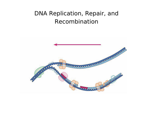 A Level - DNA Replication, Repair and Recombination