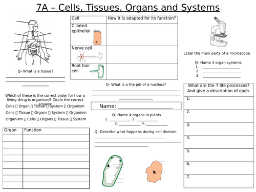 year 7 biology revision ks3 teaching resources